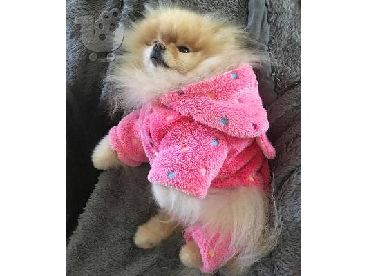 πομερανικό